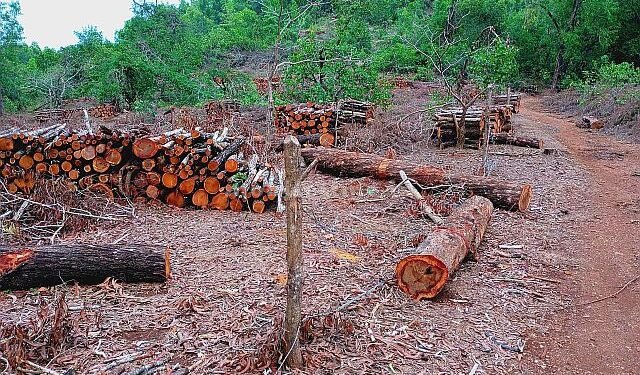Crores of rupees fell into a pit Most of the plants planted died!