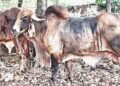 Gir cows smuggled in a Mandakki cart!