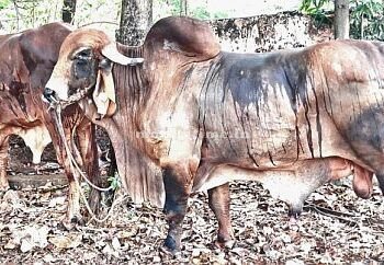 Gir cows smuggled in a Mandakki cart!