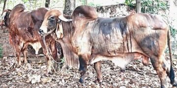 Gir cows smuggled in a Mandakki cart!