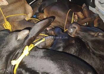 Illegal cow transport in thieves' car!