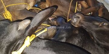 Illegal cow transport in thieves' car!