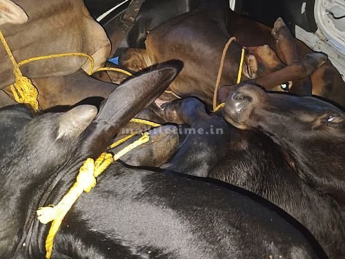 Illegal cow transport in thieves' car!