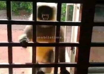 To that monkey lotus means love!