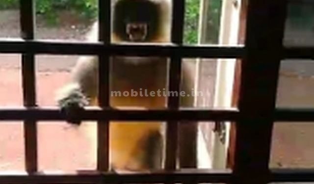 To that monkey lotus means love!