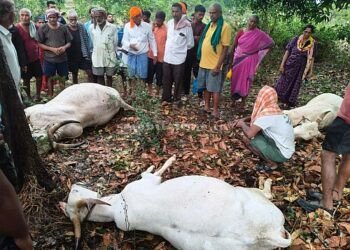 Wind and rain A cow that went to heaven after being struck by lightning!