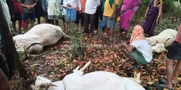 Wind and rain A cow that went to heaven after being struck by lightning!