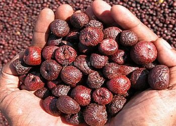 Money Class: Give away the dirty nuts.. Don't sell the chali and red ones together!