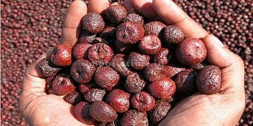 Money Class: Give away the dirty nuts.. Don't sell the chali and red ones together!