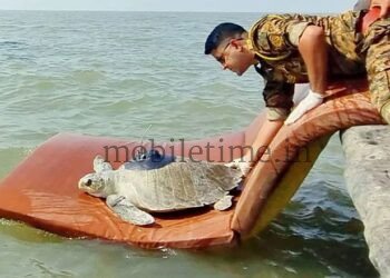 A Maharashtra tortoise has arrived in Karwar!
