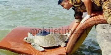A Maharashtra tortoise has arrived in Karwar!