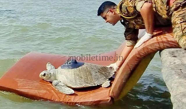 A Maharashtra tortoise has arrived in Karwar!