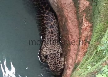 A leopard that survived after falling into a well!