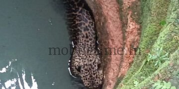 A leopard that survived after falling into a well!