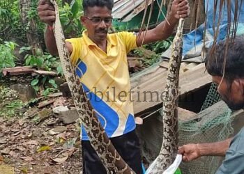 A python sleeping in a chicken coop!