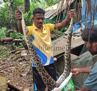 A python sleeping in a chicken coop!