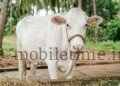 Deception in the name of breed development Hegder's fight for cows!
