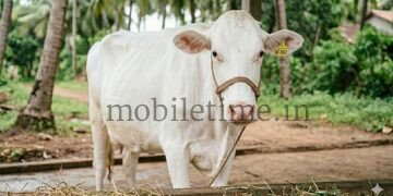 Deception in the name of breed development Hegder's fight for cows!