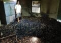 Fire disaster Areca destroyed!