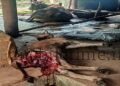 Punyakoti The evil tiger that killed Kandamma!