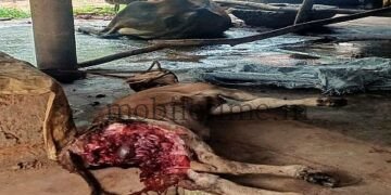 Punyakoti The evil tiger that killed Kandamma!