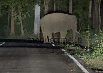 The elephant has come!