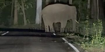 The elephant has come!