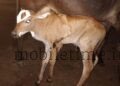 This cow has five legs!