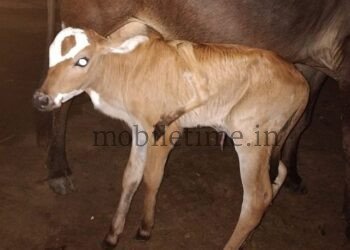 This cow has five legs!