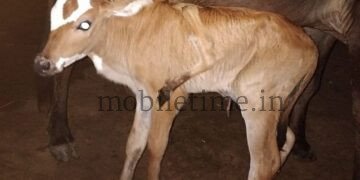 This cow has five legs!