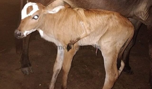 This cow has five legs!