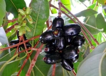 ನೇರಲೆ: ಹಣ್ಣಿನಲ್ಲಿ ರುಚಿ.. ಬೀಜದಲ್ಲಿ ಆರೋಗ್ಯ!