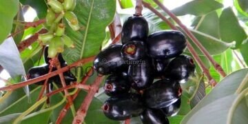 ನೇರಲೆ: ಹಣ್ಣಿನಲ್ಲಿ ರುಚಿ.. ಬೀಜದಲ್ಲಿ ಆರೋಗ್ಯ!