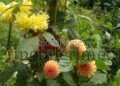 ಮೆಕ್ಸಿಕೋದಿಂದ ಮಲೆನಾಡಿನ ಮನೆಂಗಳಕ್ಕೆ ಬಂದ ಡೇರೆ