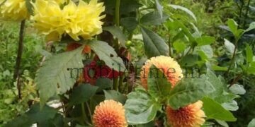 ಮೆಕ್ಸಿಕೋದಿಂದ ಮಲೆನಾಡಿನ ಮನೆಂಗಳಕ್ಕೆ ಬಂದ ಡೇರೆ