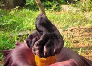 ಸುವರ್ಣಗಡ್ಡೆಯ ಹೂವಿಗೆ ಕೆಟ್ಟ ವಾಸನೆ ಯಾಕೆ?