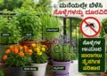 ಸೊಳ್ಳೆಗಳ ಕಾಟಕ್ಕೆ ಗುಡ್ಬೈ ಹೇಳಬೇಕೇ? ಮನೆಯ ಸುತ್ತ ಈ ಗಿಡಗಳನ್ನು ಬೆಳೆಸಿ