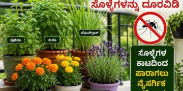 ಸೊಳ್ಳೆಗಳ ಕಾಟಕ್ಕೆ ಗುಡ್ಬೈ ಹೇಳಬೇಕೇ? ಮನೆಯ ಸುತ್ತ ಈ ಗಿಡಗಳನ್ನು ಬೆಳೆಸಿ