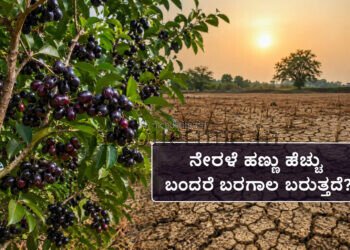 ನೇರಳೆ ಹಣ್ಣು ಹೆಚ್ಚು ಬಿಟ್ಟರೆ ಬರಗಾಲದ ಮುನ್ಸೂಚನೆಯೇ ??