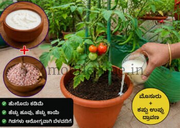 ಮೊಸರು, ಉಪ್ಪಿನಿಂದ ಉತ್ತಮ ಇಳುವರಿ, ಬುಟ್ಟಿಗಟ್ಟಲೆ ಹೂವು, ತರಕಾರಿ