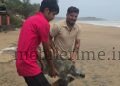 A fishing hook that caught a sea turtle!