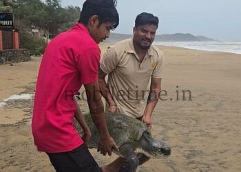 A fishing hook that caught a sea turtle!