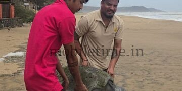 A fishing hook that caught a sea turtle!