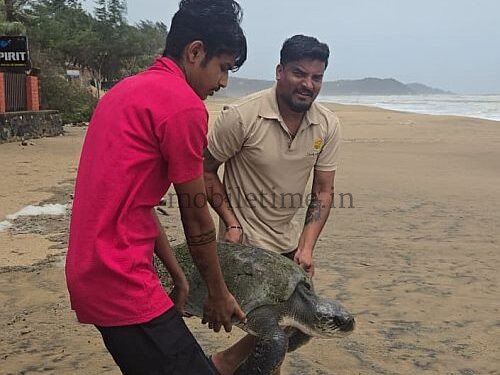 A fishing hook that caught a sea turtle!