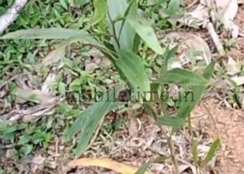 Acacia sprouts despite the ban!
