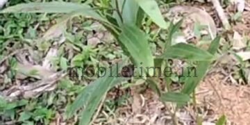 Acacia sprouts despite the ban!