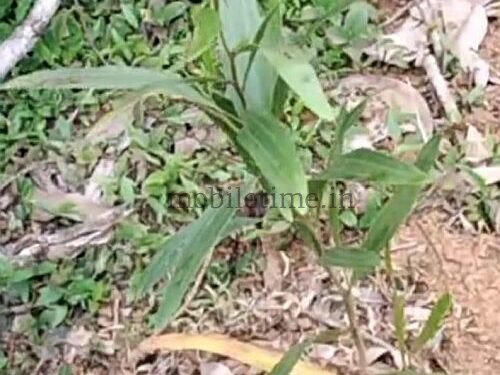 Acacia sprouts despite the ban!