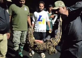 Dandeli Crocodile movement at night!