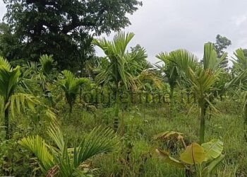 Threat to the arecanut plant planted by a soldier!
