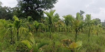 Threat to the arecanut plant planted by a soldier!